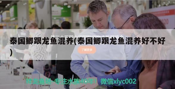 泰國鯽跟龍魚混養(泰國鯽跟龍魚混養好不好) 泰國鯽跟龍魚混養(泰國鯽跟龍魚混養好不好) 觀賞魚百科