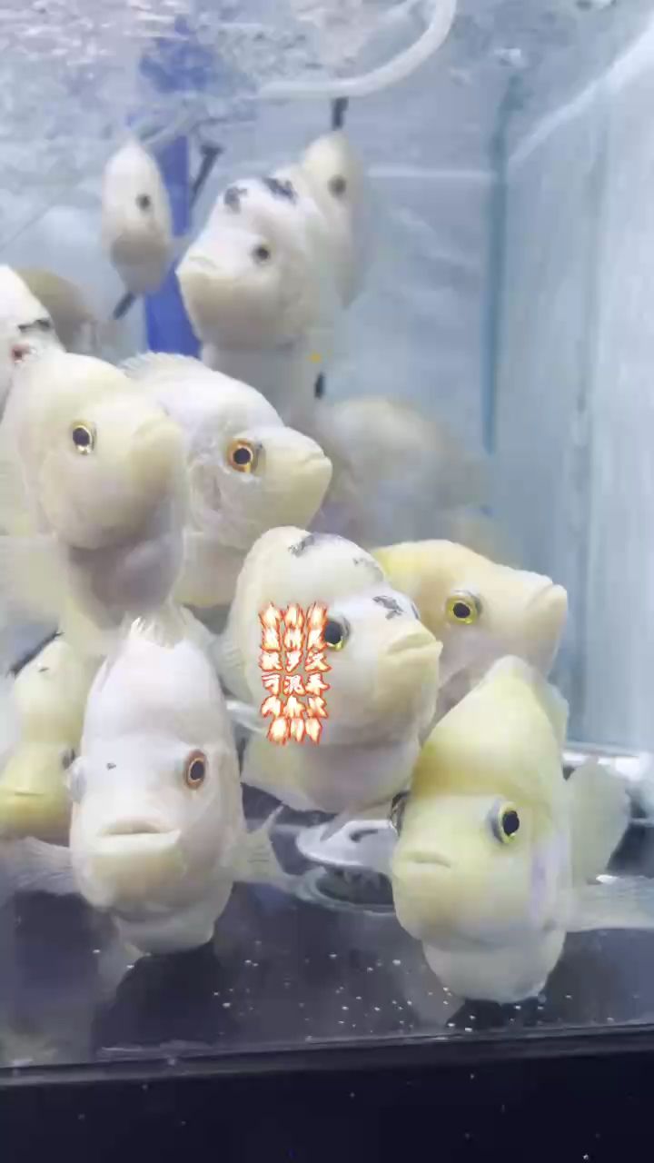 金元寶 藍精靈 銀羅漢 可混養 兩條只