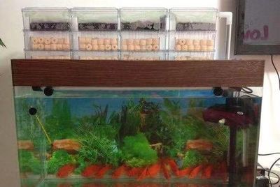 80寬魚缸養錦鯉：80cm寬的魚缸可以養3-5條20厘米長的錦鯉