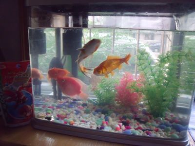 80寬魚缸養錦鯉：80cm寬的魚缸可以養3-5條20厘米長的錦鯉