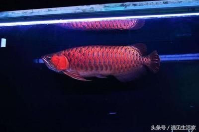 短鯛魚缸造景（短鯛魚缸造景效果圖）
