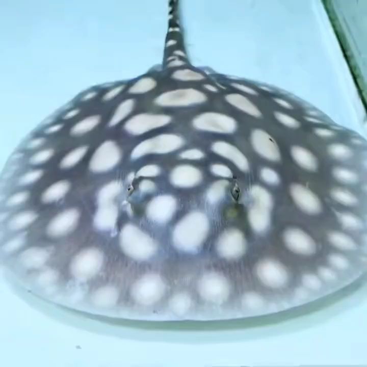 荊州哪里有賣(mài)魚(yú)缸的市場(chǎng)地址（荊州金魚(yú)批發(fā)市場(chǎng)在什么地方） 荊州哪里有賣(mài)魚(yú)缸的市場(chǎng)地址（荊州金魚(yú)批發(fā)市場(chǎng)在什么地方） 武吉美拉金龍魚(yú)