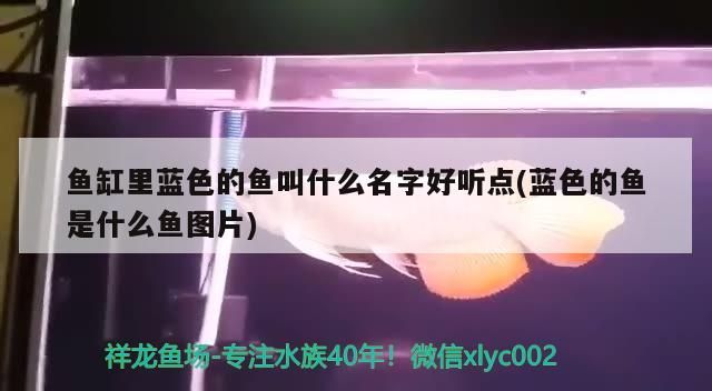 魚缸里藍色的魚叫什么名字好聽點(藍色的魚是什么魚圖片) 魚缸里藍色的魚叫什么名字好聽點(藍色的魚是什么魚圖片) 錦鯉魚百科