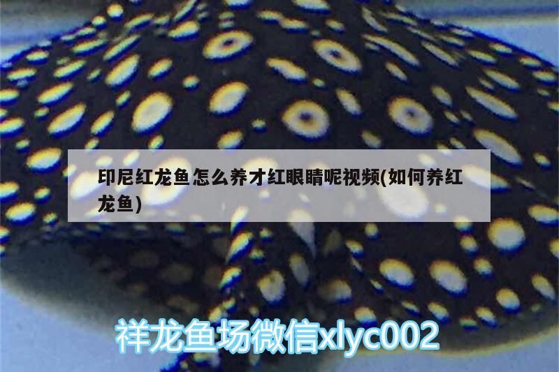 印尼紅龍魚怎么養才紅眼睛呢視頻(如何養紅龍魚) 印尼紅龍魚怎么養才紅眼睛呢視頻(如何養紅龍魚) 紅龍魚百科