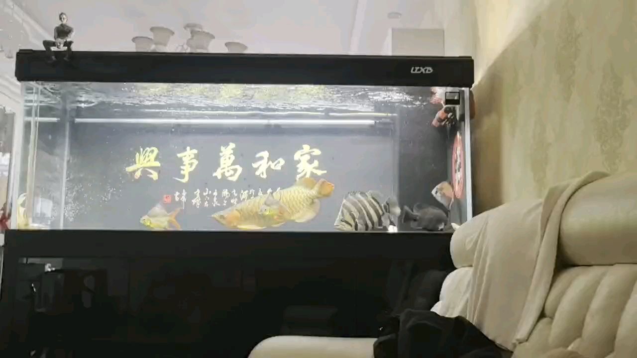 算不算虎魚天花板
