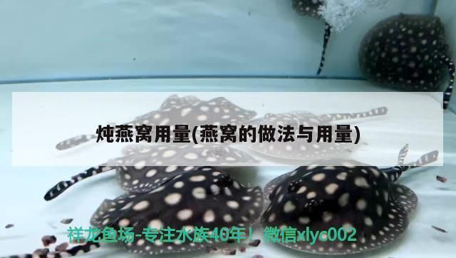 印尼紅龍魚怎么養(yǎng)活的圖片大全(印尼野生龍魚) 印尼紅龍魚怎么養(yǎng)活的圖片大全(印尼野生龍魚) 紅龍魚百科 第1張