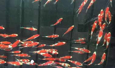 全興江口魚的市場前景，全興江口魚的價格是多少