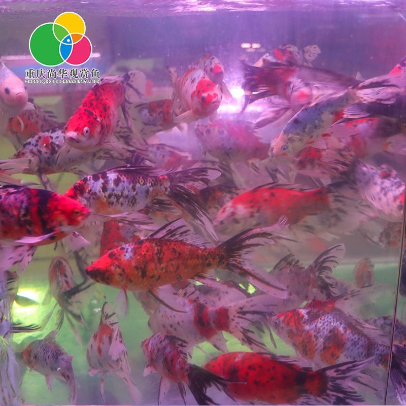 海南觀賞魚批發市場有哪些地方（海南四海海水觀賞魚批發中心）