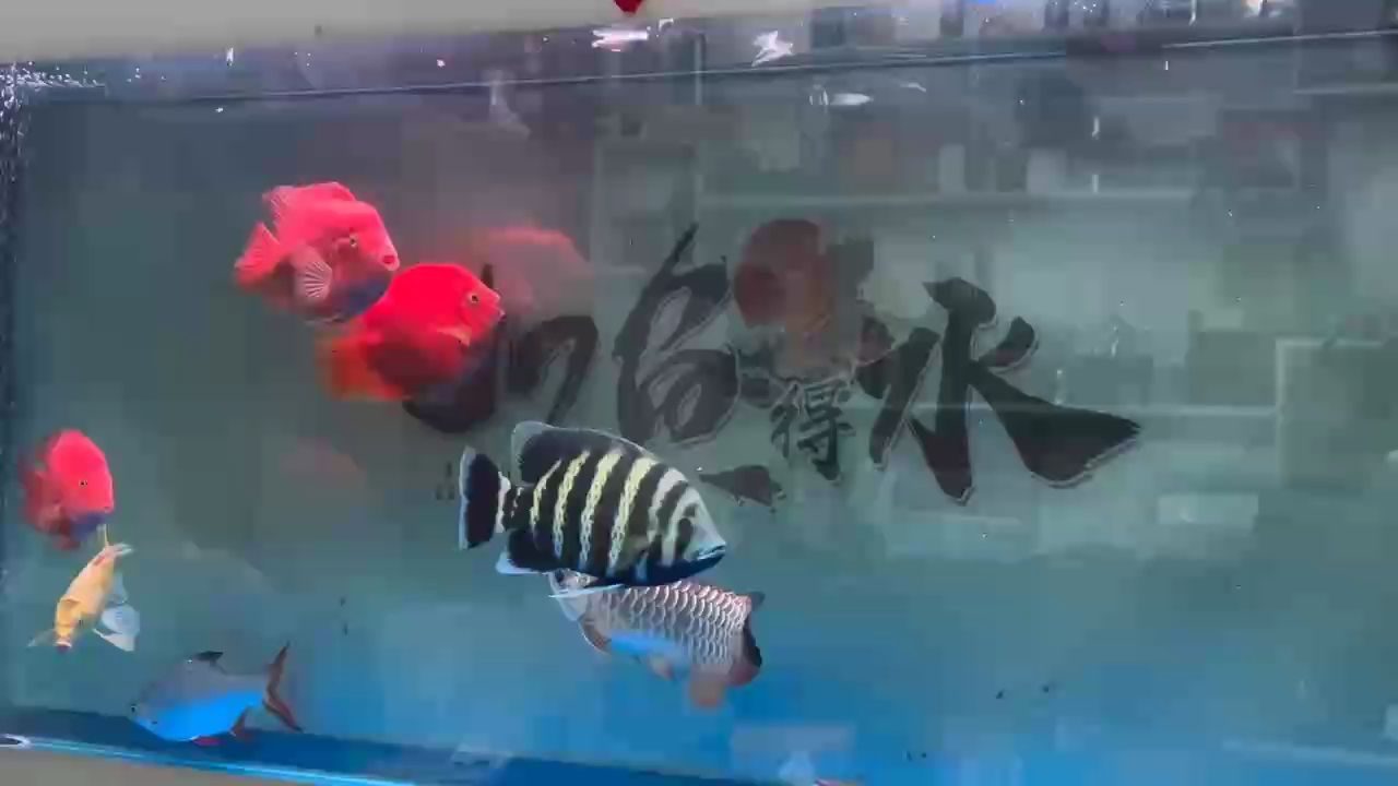 最近對凍魚、凍蝦不感冒，吃的好少！咋辦？