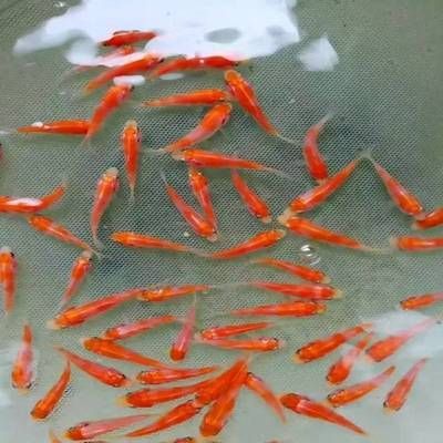 觀賞魚餌料的做法（自制觀賞魚飼料添加劑的作用與選擇飼料添加劑的作用）