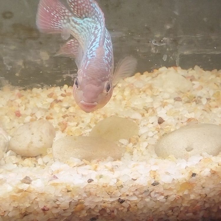請大神幫我看看是否有起頭的跡象了 請大神幫我看看是否有起頭的跡象了 龍魚論壇 第3張