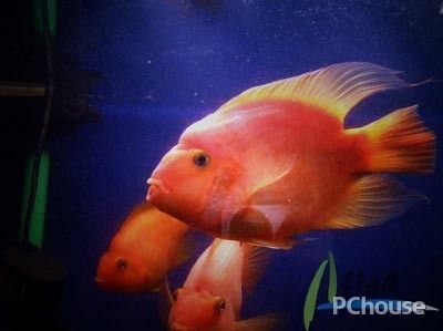龍魚到家?guī)滋鞊Q水vs祥龍魚場(chǎng)：龍魚到家與祥龍魚場(chǎng)在換水方面的區(qū)別