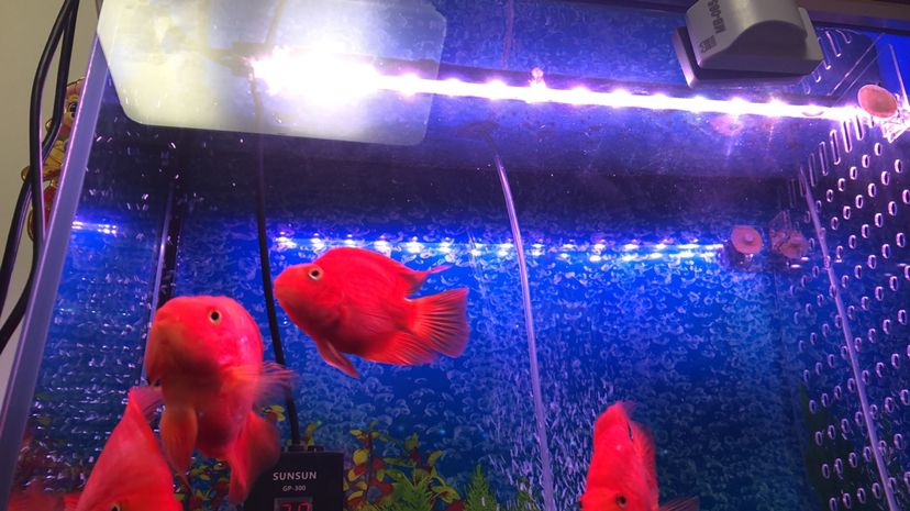 祥龍魚場(chǎng) 人能吃它就能吃 虎魚百科 人能吃它就能吃 人能吃它就能吃 虎魚百科