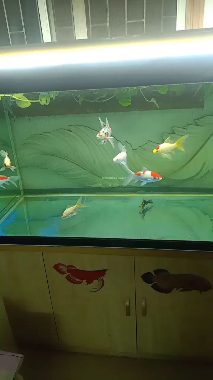 現(xiàn)在對(duì)草金著迷了