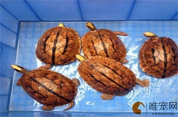 大湖龍魚多少錢：大湖龍魚價格