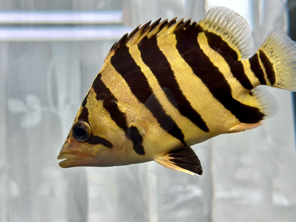 活波可愛的漂亮虎 活波可愛的漂亮虎 龍魚論壇 第1張