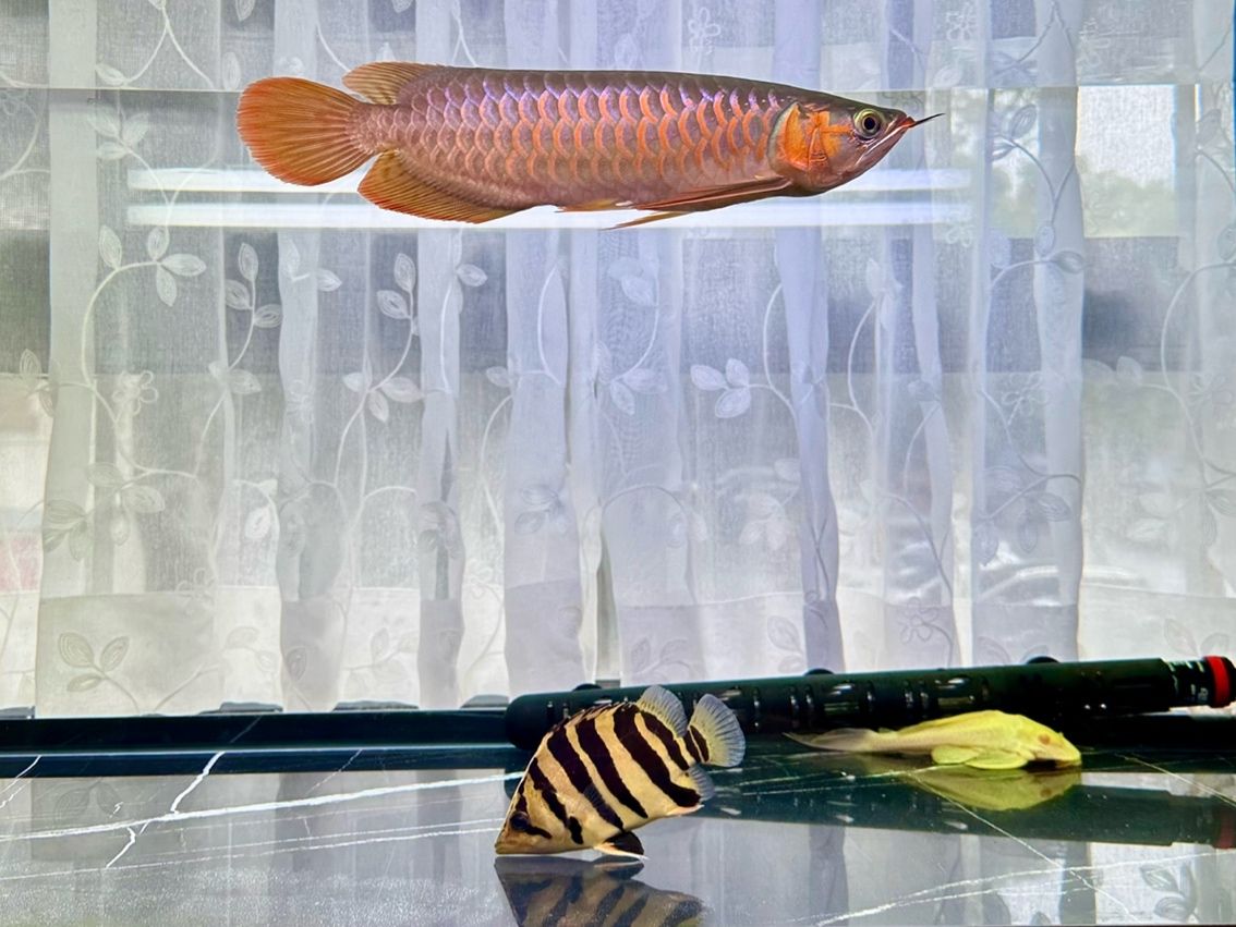 活波可愛的漂亮虎 活波可愛的漂亮虎 龍魚論壇 第2張