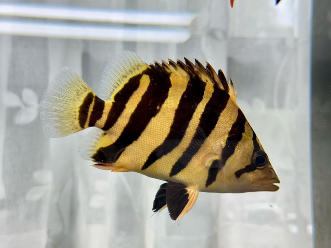 龍魚內寄用什么藥效果好，如何判斷龍魚是否感染內寄？ 龍魚內寄用什么藥效果好，如何判斷龍魚是否感染內寄？ 龍魚百科 第1張