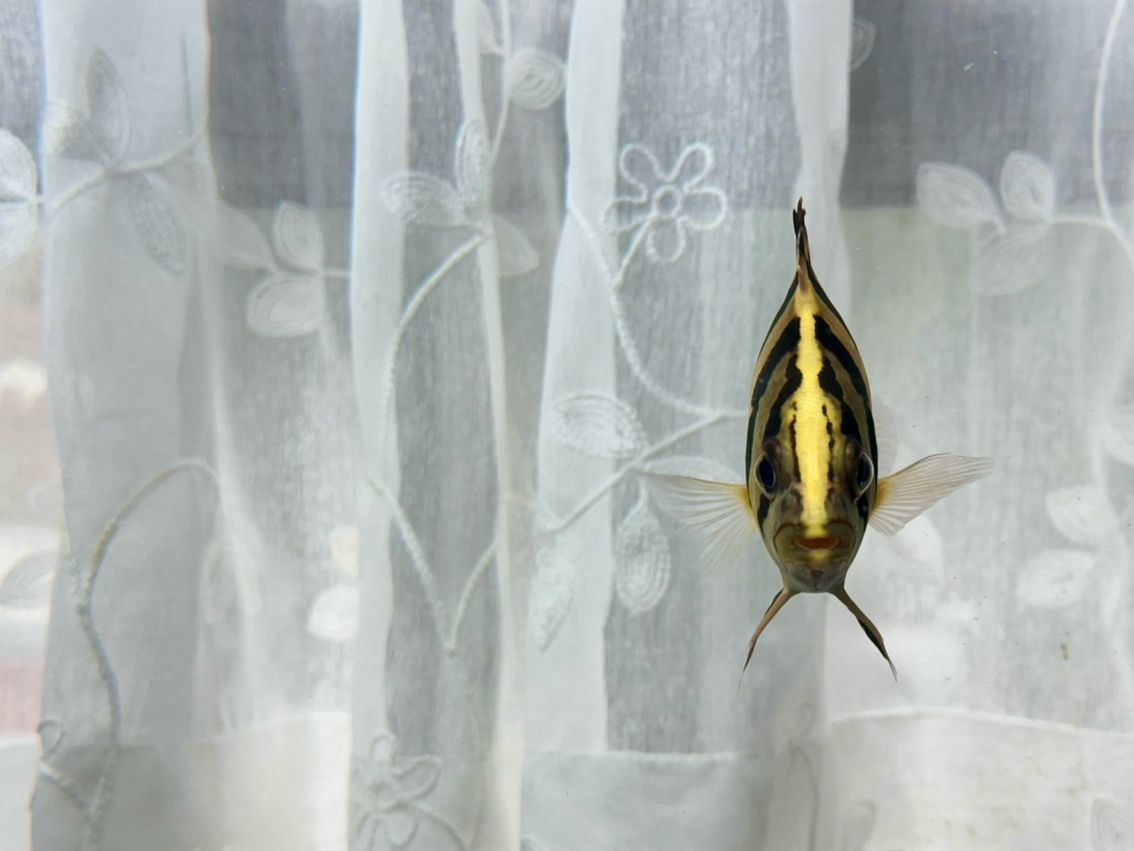 活波可愛的漂亮虎 活波可愛的漂亮虎 龍魚論壇 第4張