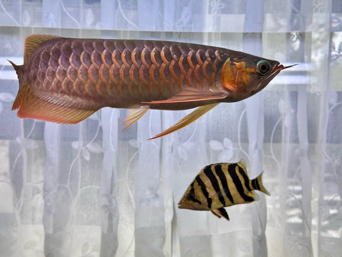 活波可愛的漂亮虎 活波可愛的漂亮虎 龍魚論壇 第5張