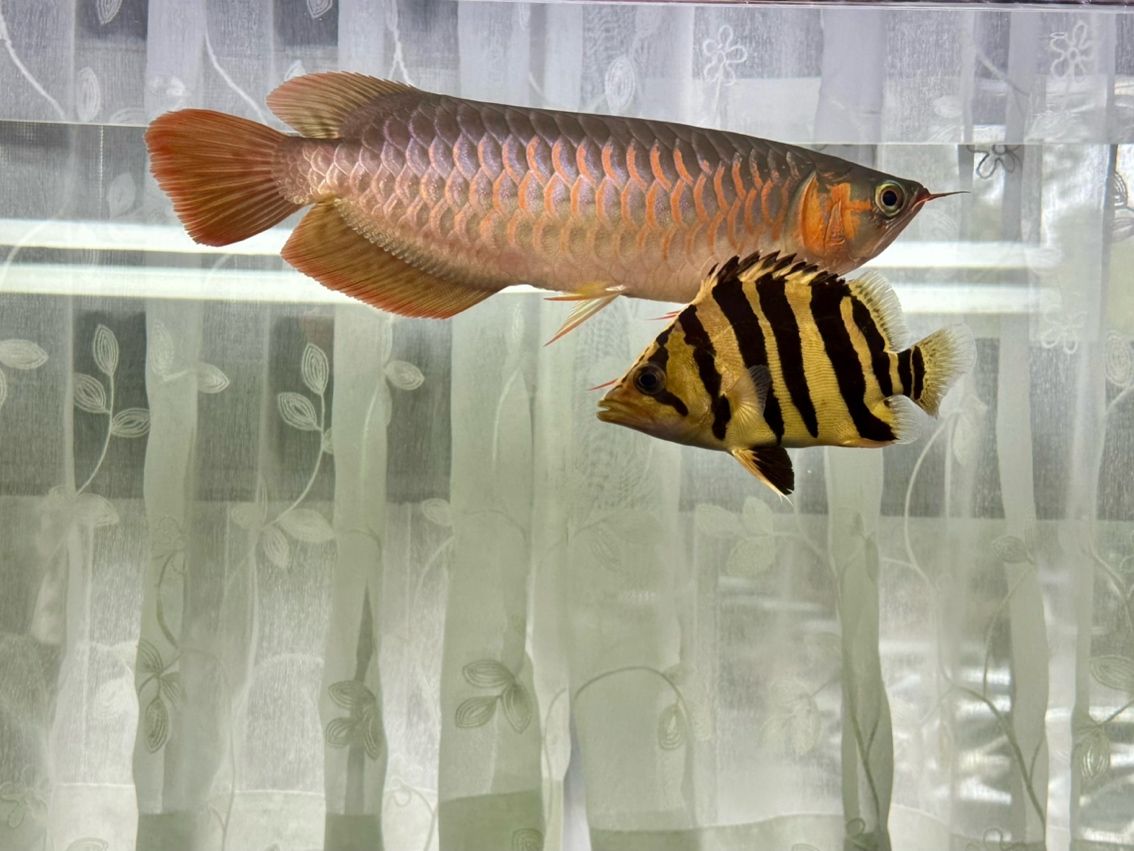 活波可愛的漂亮虎 活波可愛的漂亮虎 龍魚論壇 第6張