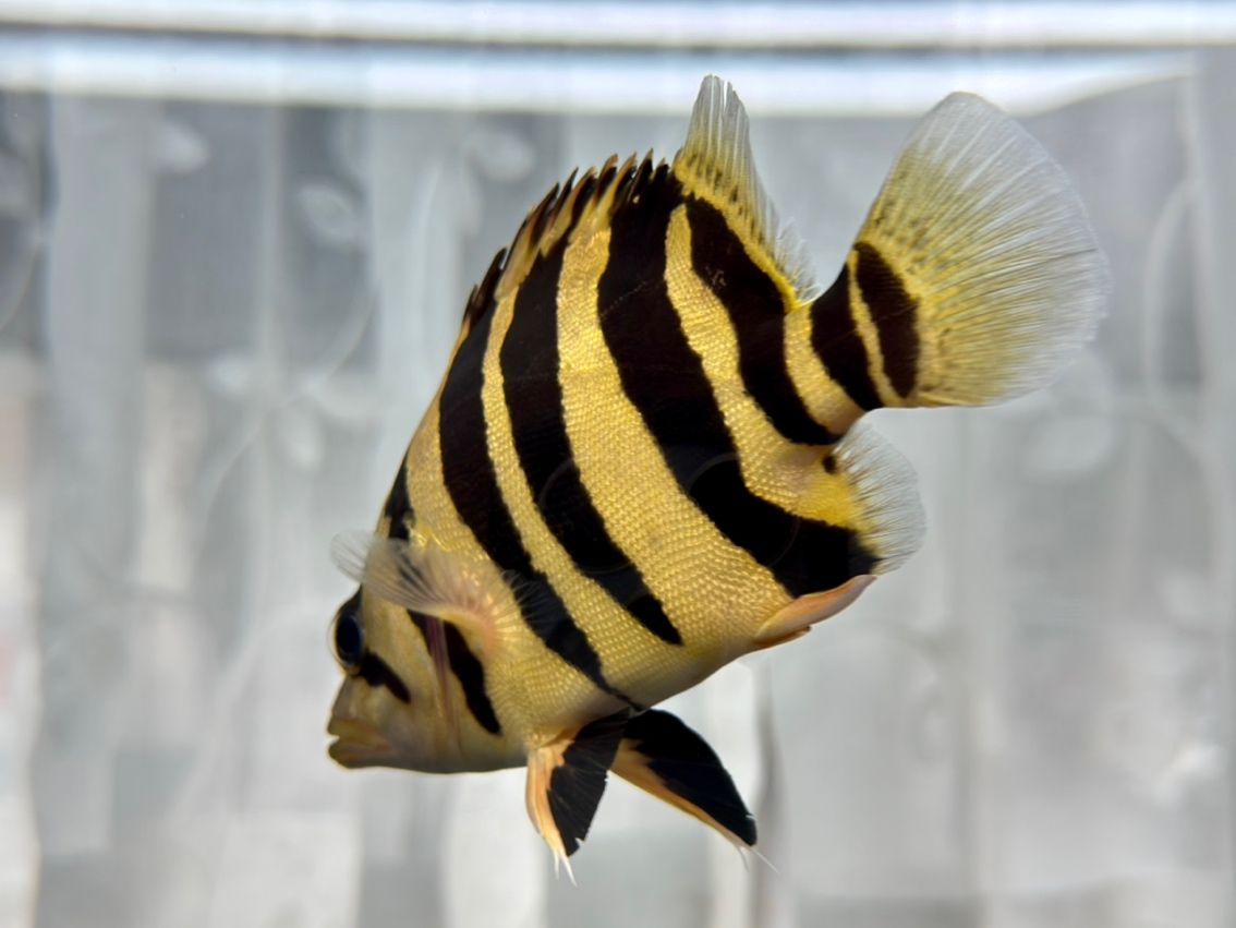 活波可愛的漂亮虎 活波可愛的漂亮虎 龍魚論壇 第8張