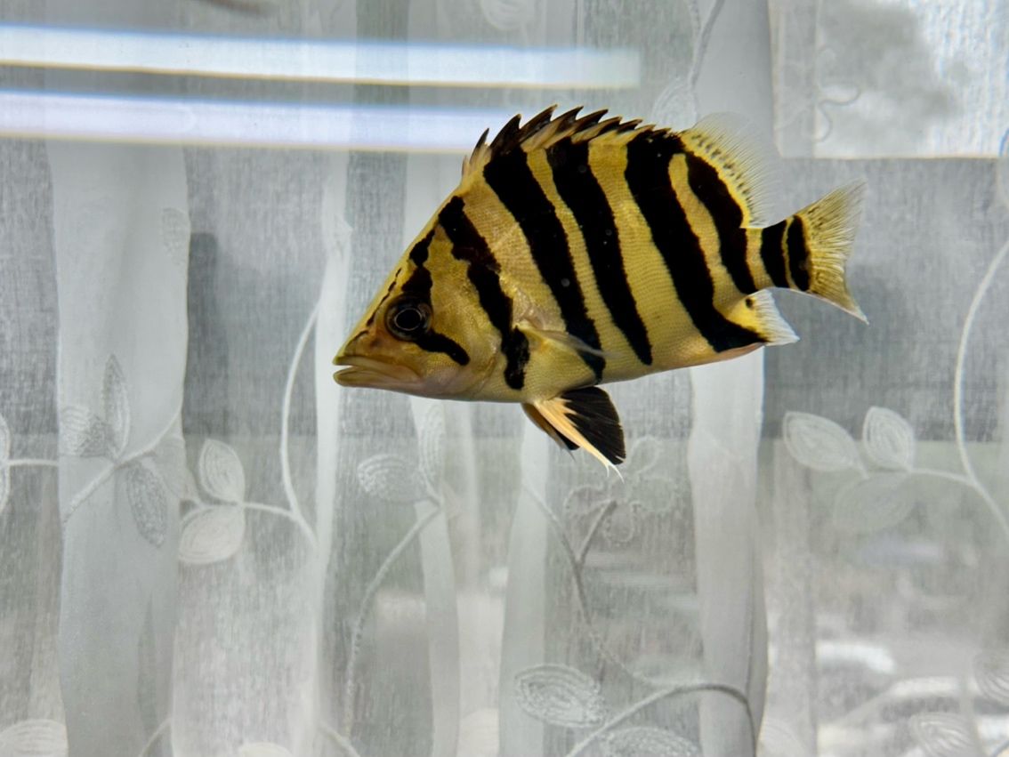 活波可愛的漂亮虎 活波可愛的漂亮虎 龍魚論壇 第7張