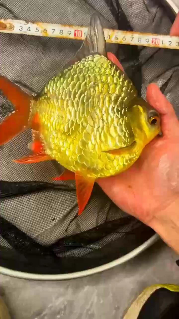 金燦燦
