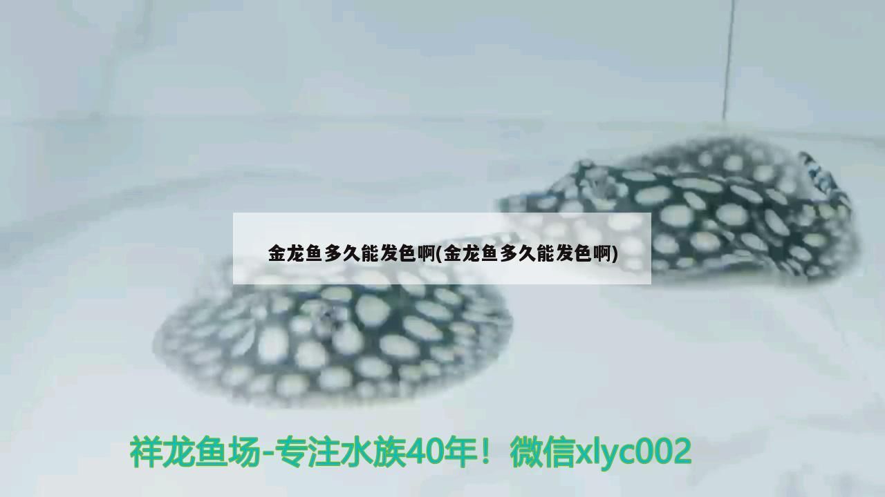 我的虎魚真菌感染了要怎么處理 金龍魚多久能發色啊(金龍魚多久能發色啊) 觀賞魚百科 金龍魚多久能發色啊(金龍魚多久能發色啊) 金龍魚多久能發色啊(金龍魚多久能發色啊) 觀賞魚百科