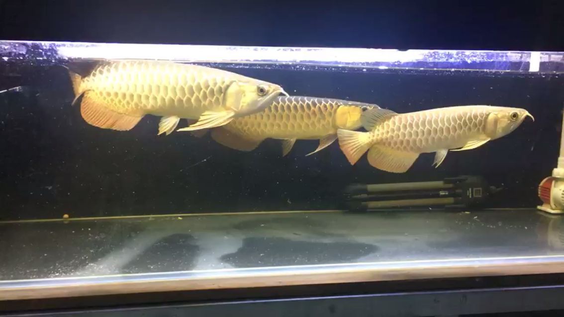 李亞四古典過(guò)背新魚(yú)到貨 李亞四古典過(guò)背新魚(yú)到貨 李亞四龍魚(yú) 第2張