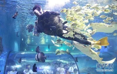 水族館的工作崗位（水族館工作崗位包括了從基礎維護到高級研究的各種角色） 水族館的工作崗位（水族館工作崗位包括了從基礎維護到高級研究的各種角色） 水族館百科（水族館加盟） 第4張