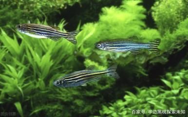 運城龍魚交流群微信號碼是多少：探尋運城龍魚交流群微信號碼背后的故事