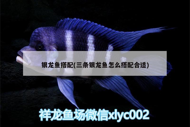 銀龍魚搭配(三條銀龍魚怎么搭配合適) 銀龍魚搭配(三條銀龍魚怎么搭配合適) 銀龍魚百科