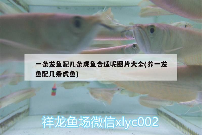 一條龍魚配幾條虎魚合適呢圖片大全(養一龍魚配幾條虎魚)