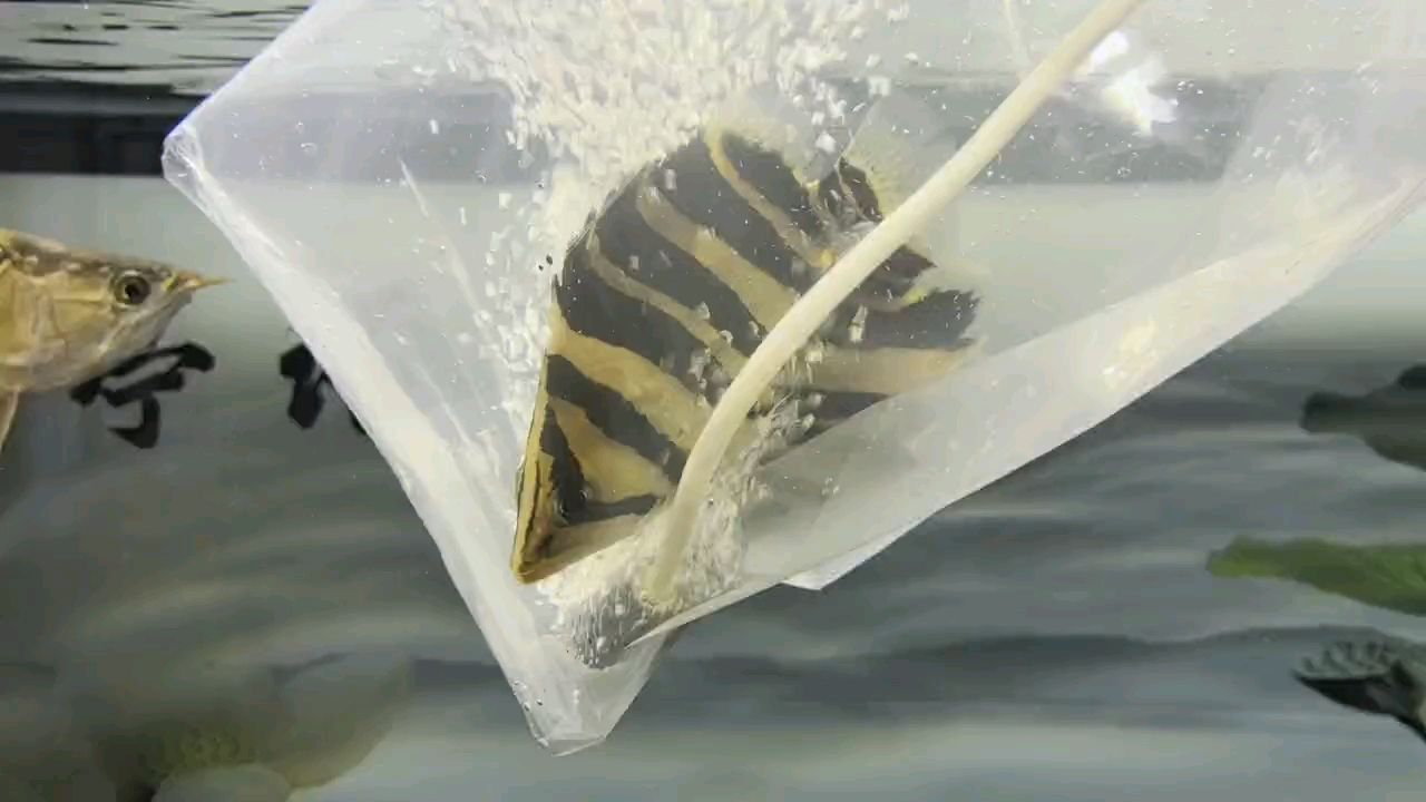 虎魚 再請一對留檔 龍魚論壇 再請一對留檔 再請一對留檔 龍魚論壇