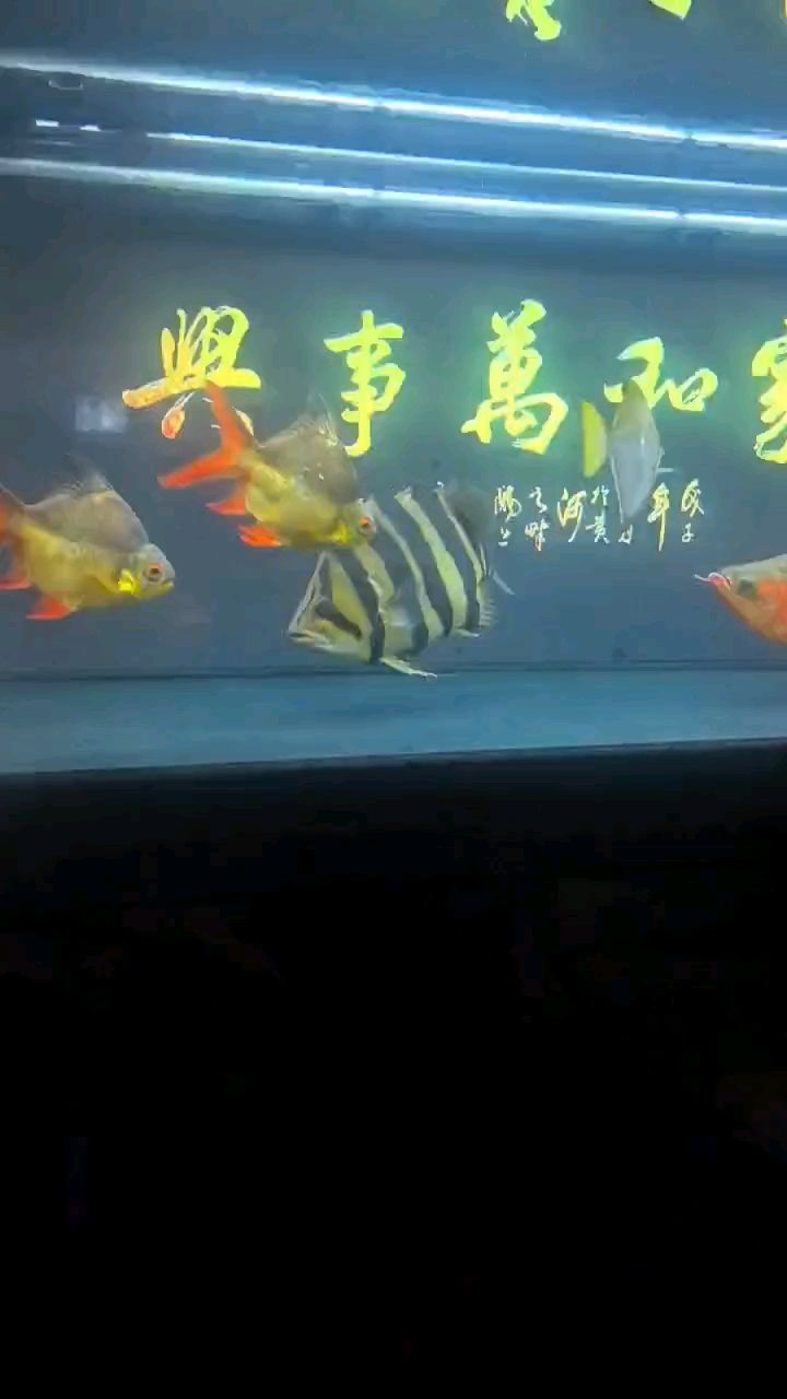 感覺虎魚長了？不圓了