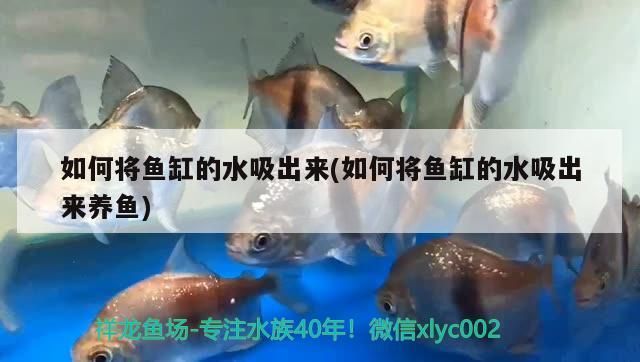 奉化哪里有魚缸賣的地方啊多少錢（奉化哪里有賣魚苗） 奉化哪里有魚缸賣的地方啊多少錢（奉化哪里有賣魚苗） iwish愛唯希品牌魚缸