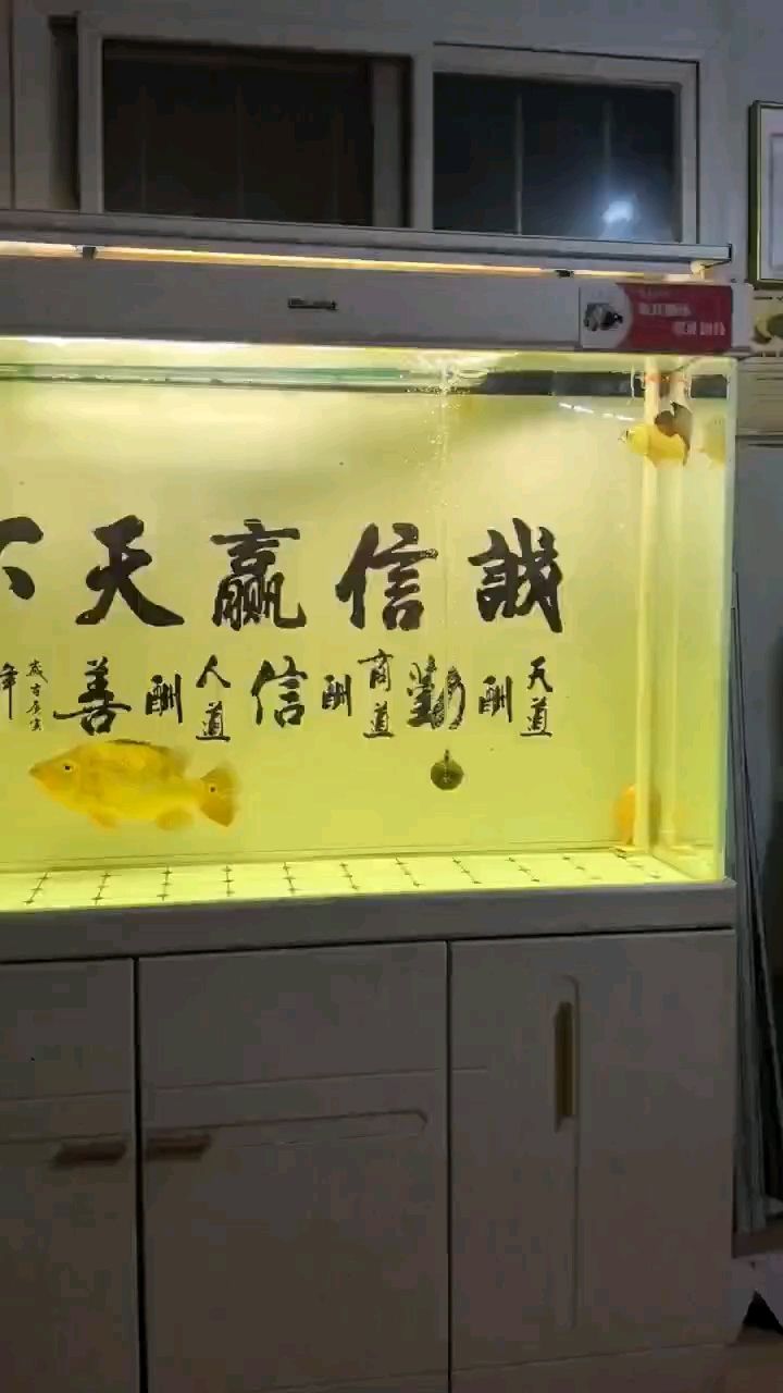買了個小弟弟