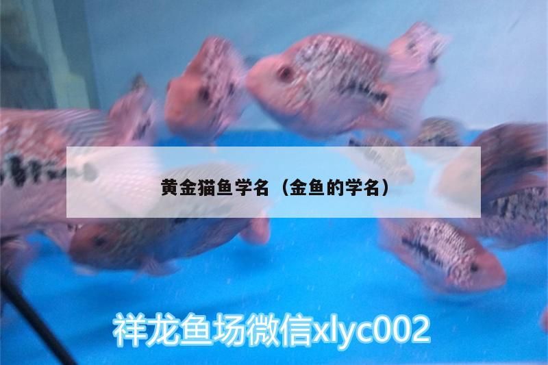 黃金貓魚(yú)學(xué)名（金魚(yú)的學(xué)名）