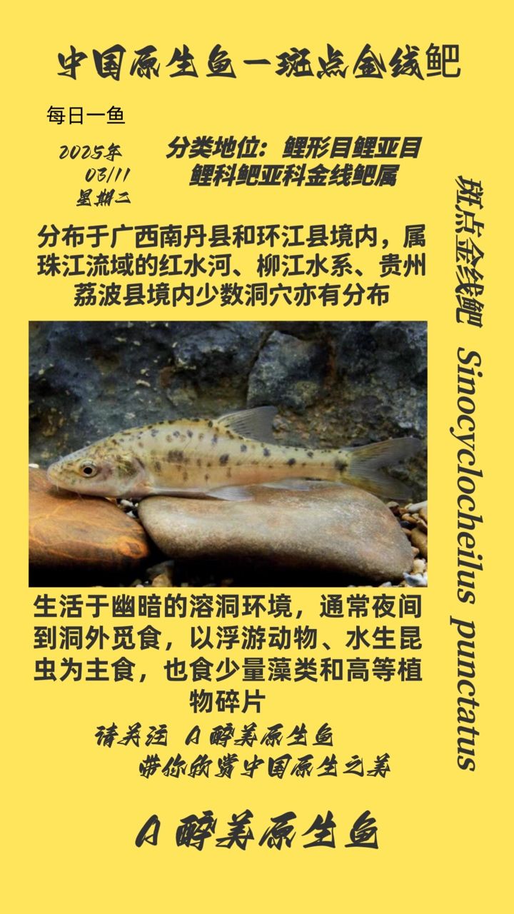 斑點(diǎn)金線鲃
