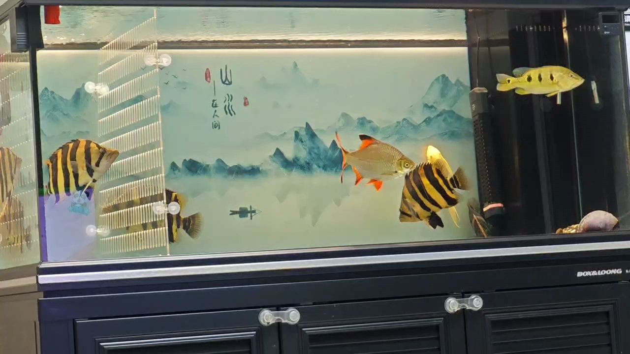 歡迎新來的伙伴,新入25公分虎魚,希望你們以后和諧相處。