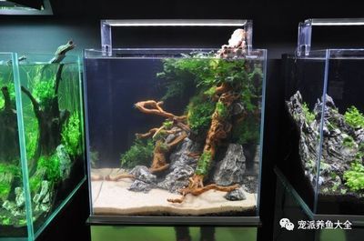馬印神燈直徑尺寸是多少厘米：馬印神燈的直徑尺寸是多少厘米 馬印神燈直徑尺寸是多少厘米：馬印神燈的直徑尺寸是多少厘米 馬印水族 第3張