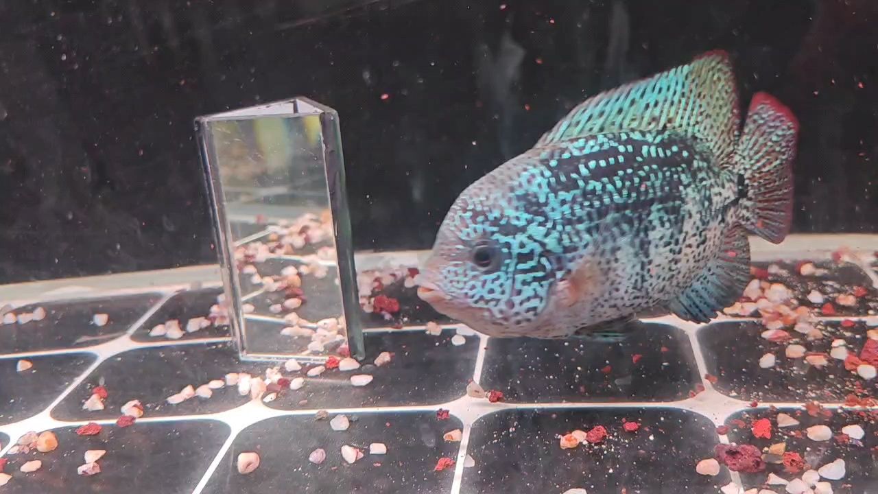 魚(yú)缸用增氧泵價(jià)格是多少:魚(yú)缸增氧機(jī)-xtrac增氧機(jī)-xtrac增氧機(jī) 可以看看你們的魚(yú)嗎? 龍魚(yú)論壇 可以看看你們的魚(yú)嗎? 可以看看你們的魚(yú)嗎? 龍魚(yú)論壇