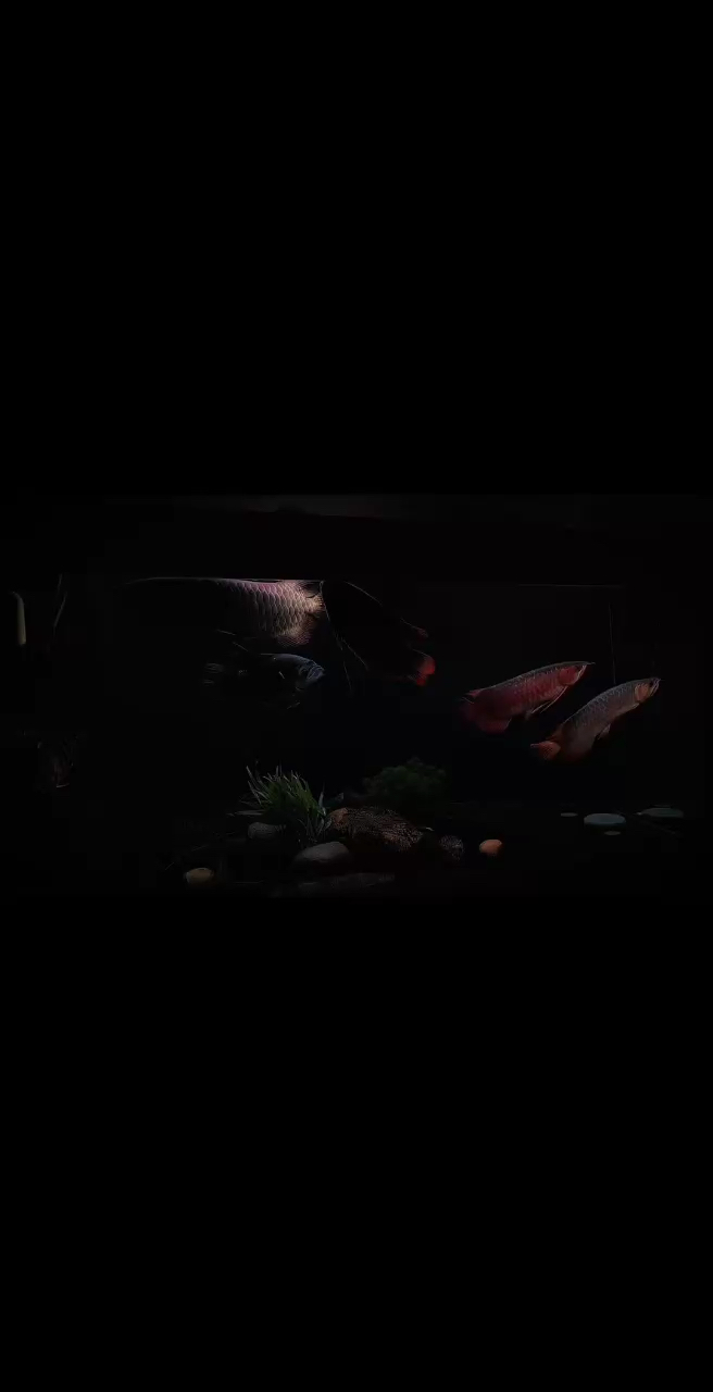 鸚鵡魚和銀龍魚混養怎樣喂食 2025第一次簽到 龍魚論壇 2025第一次簽到 2025第一次簽到 龍魚論壇