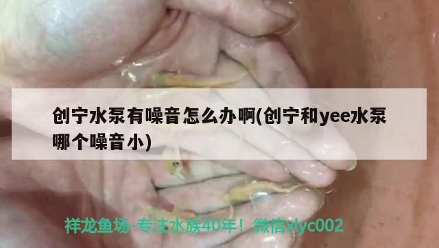 創寧水泵有噪音怎么辦啊(創寧和yee水泵哪個噪音小)