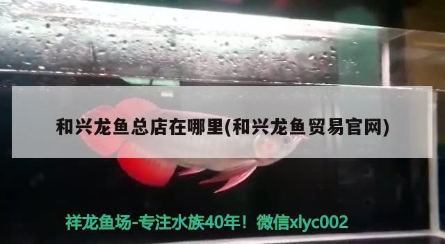 和興龍魚總店在哪里(和興龍魚貿易官網)
