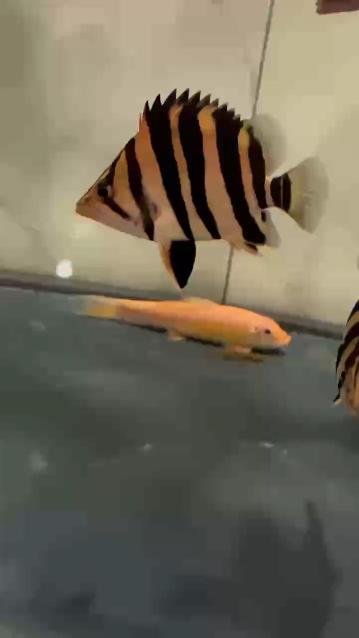 肥嘟嘟 肥嘟嘟 龍魚論壇