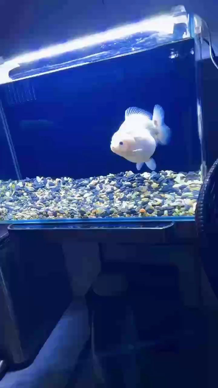 魚缸用增氧泵價格是多少:魚缸增氧機-xtrac增氧機-xtrac增氧機 翩翩起舞的小白 龍魚論壇 翩翩起舞的小白 翩翩起舞的小白 龍魚論壇