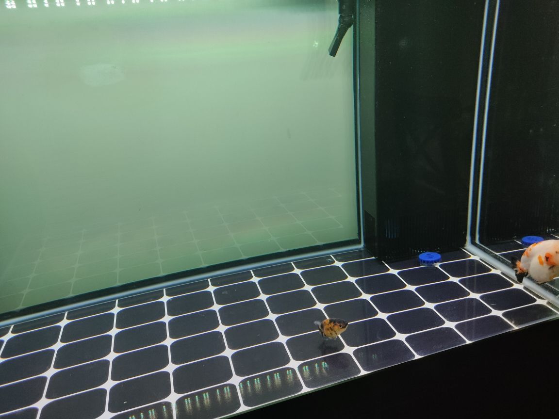 魚缸用增氧泵價格是多少:魚缸增氧機-xtrac增氧機-xtrac增氧機 魚缸循環過濾系統凈水器怎么安裝 魚缸水循環過濾器怎么做 泗水龍魚 魚缸循環過濾系統凈水器怎么安裝 魚缸水循環過濾器怎么做 魚缸循環過濾系統凈水器怎么安裝 魚缸水循環過濾器怎么做 泗水龍魚