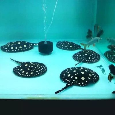 魟魚怎么換水好養：魟魚的飼養需要關注水質和換水方法以下是根據搜索結果整理的換水技巧 魟魚怎么換水好養：魟魚的飼養需要關注水質和換水方法以下是根據搜索結果整理的換水技巧 魟魚百科 第3張